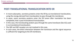 POST-TRANSLATIONAL TRANSLOCATION INTO ER
• In most eukaryotes, secretory proteins enter the ER by co-translational translocation,
using the energy derived from translocation to pass through the membrane.
• In yeast, some secretory proteins enter the ER lumen after translation has been
completed, that is post-translational translocation.
• In this case, the translocating protein pass through the same translocon (Sec 61) used
in co-translational translocation.
• The SRP and SRP receptor are not involved in this case.
• In such cases, the direct interaction between the translocon and the signal sequence
is sufficient for targeting to the ER membrane.
Protein sorting &
Translocation
18
 