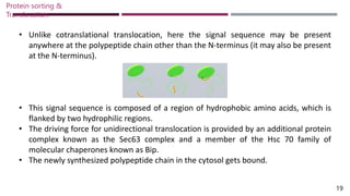 • Unlike cotranslational translocation, here the signal sequence may be present
anywhere at the polypeptide chain other than the N-terminus (it may also be present
at the N-terminus).
• This signal sequence is composed of a region of hydrophobic amino acids, which is
flanked by two hydrophilic regions.
• The driving force for unidirectional translocation is provided by an additional protein
complex known as the Sec63 complex and a member of the Hsc 70 family of
molecular chaperones known as Bip.
• The newly synthesized polypeptide chain in the cytosol gets bound.
Protein sorting &
Translocation
19
 