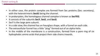 • In either case, the protein complex are formed from Sec proteins (Sec: secretory),
with the heterotrimeric Sec61 being the channel.
• In prokaryotes, the homologous channel complex is known as SecYEG.
• It consists of the subunits SecY, SecE, and SecG.
• SecY is the large pore subunit.
• In a side view, the channel has an hourglass shape, with a funnel on each side.
• The extracellular funnel has a little “plug” formed out of an alpha-helix.
• In the middle of the membrane is a construction, formed from a pore ring of six
hydrophobic amino acids that project their side chains inwards.
Protein sorting &
Translocation
25
 
