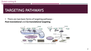 TARGETING PATHWAYS
• There are two basic forms of targeting pathways :
Post-translational and Co-translational targeting.
2
Protein sorting &
Translocation
 