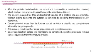 • After the protein chain binds to the receptor, it is moved to a translocation channel,
which enables the protein to pass through the membrane bilayer.
• The energy required for this unidirectional transfer of a protein into an organelle,
without sliding back into the cytosol, is achieved by coupling translocation to ATP
hydrolysis.
• Certain proteins must then be further sorted to reach a specific sub compartment
within the target organelle.
• This process requires other signal sequences and receptor proteins.
• Once translocation across the membrane is completed, specific proteases remove
signal sequences from the mature protein.
7
Protein sorting &
Translocation
 