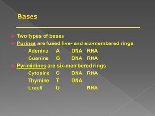  Two types of bases
 Purines are fused five- and six-membered rings
 Adenine A DNA RNA
 Guanine G DNA RNA
 Pyrimidines are six-membered rings
 Cytosine C DNA RNA
 Thymine T DNA
 Uracil U RNA
 