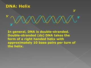 5’ 5’
3’
3’
In general, DNA is double-stranded.
Double-stranded (ds) DNA takes the
form of a right handed helix with
approximately 10 base pairs per turn of
the helix.
 