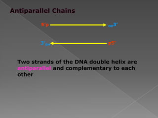 5’p OH3’
3’OH p5’
Two strands of the DNA double helix are
antiparallel and complementary to each
other
 
