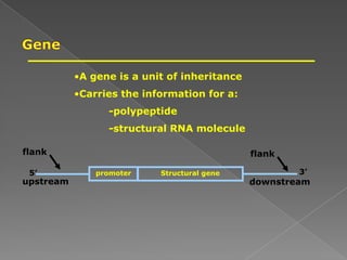 promoter Structural gene
flank flank
upstream downstream
5’ 3’
•A gene is a unit of inheritance
•Carries the information for a:
-polypeptide
-structural RNA molecule
 