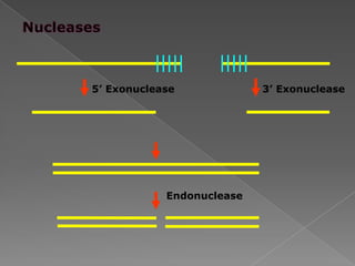 Endonuclease
5’ Exonuclease 3’ Exonuclease
 