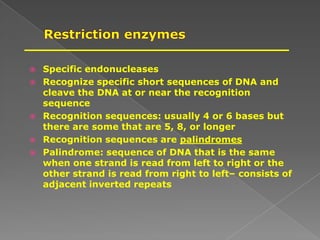  Specific endonucleases
 Recognize specific short sequences of DNA and
cleave the DNA at or near the recognition
sequence
 Recognition sequences: usually 4 or 6 bases but
there are some that are 5, 8, or longer
 Recognition sequences are palindromes
 Palindrome: sequence of DNA that is the same
when one strand is read from left to right or the
other strand is read from right to left– consists of
adjacent inverted repeats
 