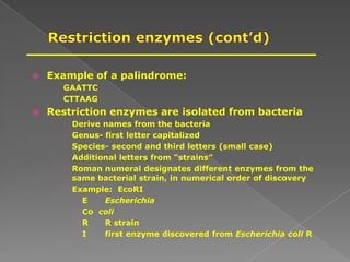  Example of a palindrome:
GAATTC
CTTAAG
 Restriction enzymes are isolated from bacteria
 Derive names from the bacteria
 Genus- first letter capitalized
 Species- second and third letters (small case)
 Additional letters from “strains”
 Roman numeral designates different enzymes from the
same bacterial strain, in numerical order of discovery
 Example: EcoRI
 E Escherichia
 Co coli
 R R strain
 I first enzyme discovered from Escherichia coli R
 