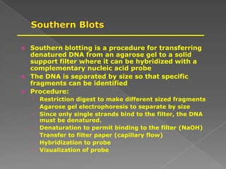  Southern blotting is a procedure for transferring
denatured DNA from an agarose gel to a solid
support filter where it can be hybridized with a
complementary nucleic acid probe
 The DNA is separated by size so that specific
fragments can be identified
 Procedure:
› Restriction digest to make different sized fragments
› Agarose gel electrophoresis to separate by size
› Since only single strands bind to the filter, the DNA
must be denatured.
› Denaturation to permit binding to the filter (NaOH)
› Transfer to filter paper (capillary flow)
› Hybridization to probe
› Visualization of probe
 