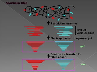 Restriction enzyme
DNA of
various sizes
Electrophorese on agarose gel
gel
Denature - transfer to
filter paper.
blot
 