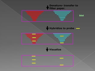 Hybridize to probe
Visualize
Denature- transfer to
filter paper.
blot
 