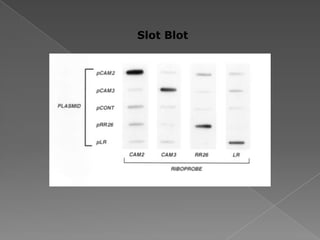 Slot Blot
 