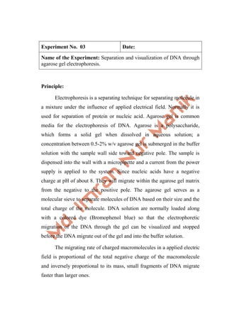Experiment No. 03 Date:
Name of the Experiment: Separation and visualization of DNA through
agarose gel electrophoresis.
Principle:
Electrophoresis is a separating technique for separating molecule in
a mixture under the influence of applied electrical field. Normally it is
used for separation of protein or nucleic acid. Agarose gel is common
media for the electrophoresis of DNA. Agarose is a polysaccharide,
which forms a solid gel when dissolved in aqueous solution; a
concentration between 0.5-2% w/v agarose gel is submerged in the buffer
solution with the sample wall side toward negative pole. The sample is
dispensed into the wall with a micropipette and a current from the power
supply is applied to the system. Since nucleic acids have a negative
charge at pH of about 8. They will migrate within the agarose gel matrix
from the negative to the positive pole. The agarose gel serves as a
molecular sieve to separate molecules of DNA based on their size and the
total charge of the molecule. DNA solution are normally loaded along
with a colored dye (Bromophenol blue) so that the electrophoretic
migration of the DNA through the gel can be visualized and stopped
before the DNA migrate out of the gel and into the buffer solution.
The migrating rate of charged macromolecules in a applied electric
field is proportional of the total negative charge of the macromolecule
and inversely proportional to its mass, small fragments of DNA migrate
faster than larger ones.
 