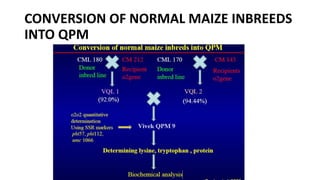 CONVERSION OF NORMAL MAIZE INBREEDS
INTO QPM
 