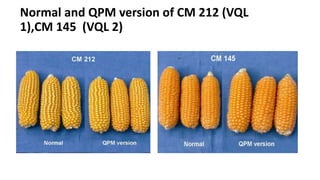Normal and QPM version of CM 212 (VQL
1),CM 145 (VQL 2)
 