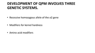 DEVELOPMENT OF QPM INVOLVES THREE
GENETIC SYSTEMS.
• Recessive homozygous allele of the o2 gene
• Modifiers for kernel hardness
• Amino acid modifiers
 