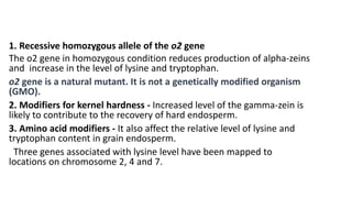 1. Recessive homozygous allele of the o2 gene
The o2 gene in homozygous condition reduces production of alpha-zeins
and increase in the level of lysine and tryptophan.
o2 gene is a natural mutant. It is not a genetically modified organism
(GMO).
2. Modifiers for kernel hardness - Increased level of the gamma-zein is
likely to contribute to the recovery of hard endosperm.
3. Amino acid modifiers - It also affect the relative level of lysine and
tryptophan content in grain endosperm.
Three genes associated with lysine level have been mapped to
locations on chromosome 2, 4 and 7.
 