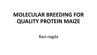 MOLECULAR BREEDING FOR
QUALITY PROTEIN MAIZE
Ravi nagda
 