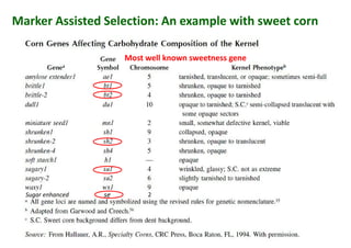 Marker Assisted Selection: An example with sweet corn
Most well known sweetness gene
se 2Sugar enhanced
 