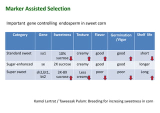 Marker Assisted Selection
Category Gene Sweetness Texture Flavor Germination
/Vigor
Shelf life
Important gene controlling endosperm in sweet corn
Germination
/Vigor
Standard sweet su1 10%
sucrose
creamy good good short
Sugar-enhanced se 2X sucrose creamy good good longer
Super sweet sh2,bt1,
bt2
3X-8X
sucrose
Less
creamy
poor poor Longsh2,bt1,
bt2
3X-8X
sucrose
Less
creamy
Kamol Lertrat / Taweesak Pulam: Breeding for incresing sweetness in corn
 