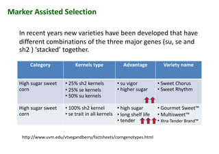 Marker Assisted Selection
In recent years new varieties have been developed that have
different combinations of the three major genes (su, se and
sh2 ) ‘stacked’ together.
In recent years new varieties have been developed that have
different combinations of the three major genes (su, se and
sh2 ) ‘stacked’ together.
Category Kernels type Advantage Variety name
High sugar sweet
corn
• 25% sh2 kernels
• 25% se kernels
• 50% su kernels
• su vigor
• higher sugar
• Sweet Chorus
• Sweet Rhythm
High sugar sweet
corn
• 100% sh2 kernel
• se trait in all kernels
• high sugar
• long shelf life
• tender
• Gourmet Sweet™
• Multisweet™
• Xtra-Tender Brand™
http://www.uvm.edu/vtvegandberry/factsheets/corngenotypes.html
 