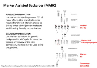 Marker Assisted Backcross (MABC)
FOREGROUND SELECTION
Use markers to transfer genes or QTL of
major effects. One or multiple genes
may be transferred. Markers should be
closely linked to the gene of interest to
avoid loosing them by recombination
BACKGROUND SELECTION
Use markers to control for genetic
background in a BC cycle. To speed the
process of recovery of the elite
germplasm, markers may be used along
the genome.
FOREGROUND SELECTION
Use markers to transfer genes or QTL of
major effects. One or multiple genes
may be transferred. Markers should be
closely linked to the gene of interest to
avoid loosing them by recombination
BACKGROUND SELECTION
Use markers to control for genetic
background in a BC cycle. To speed the
process of recovery of the elite
germplasm, markers may be used along
the genome.
Marker
FG+BG
Highest RPG
Carrying target gene
http://passel.unl.edu/pages/informationmodule.php?idinformationmodule=1087488148&topicorder=7&maxto=10
FOREGROUND SELECTION
Use markers to transfer genes or QTL of
major effects. One or multiple genes
may be transferred. Markers should be
closely linked to the gene of interest to
avoid loosing them by recombination
BACKGROUND SELECTION
Use markers to control for genetic
background in a BC cycle. To speed the
process of recovery of the elite
germplasm, markers may be used along
the genome.
Marker
FG
Conversion
completed
 