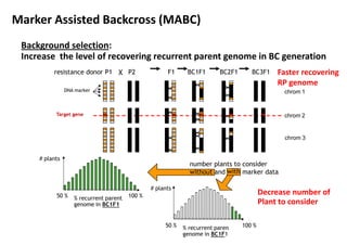 resistance donor P1 X P2 F1 BC1F1 BC2F1 BC3F1
Marker Assisted Backcross (MABC)
Background selection:
Increase the level of recovering recurrent parent genome in BC generation
Faster recovering
RP genome
DNA marker chrom 1
Target gene chrom 2
chrom 3
# plants
number plants to consider
Faster recovering
RP genome
number plants to consider
without and marker data
# plants
50 % 100 %% recurrent parent
genome in BC1F1
50 % 100 %% recurrent paren
genome in BC1F1
with
Decrease number of
Plant to consider
 