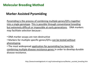Marker Assisted Pyramiding
Pyramiding is the process of combining multiple genes/QTLs together
into a single genotype. This is possible through conventional breeding
but extremely difficult or impossible at early generations. DNA markers
may facilitate selection because :
• DNA marker assays are non-destructive
• Markers for multiple specific genes/QTLs can be tested without
phenotyping.
• The most widespread application for pyramiding has been for
combining multiple disease resistance genes in order to develop durable
disease resistance.
Molecular Breeding Method
Pyramiding is the process of combining multiple genes/QTLs together
into a single genotype. This is possible through conventional breeding
but extremely difficult or impossible at early generations. DNA markers
may facilitate selection because :
• DNA marker assays are non-destructive
• Markers for multiple specific genes/QTLs can be tested without
phenotyping.
• The most widespread application for pyramiding has been for
combining multiple disease resistance genes in order to develop durable
disease resistance.
Pyramiding is the process of combining multiple genes/QTLs together
into a single genotype. This is possible through conventional breeding
but extremely difficult or impossible at early generations. DNA markers
may facilitate selection because :
• DNA marker assays are non-destructive
• Markers for multiple specific genes/QTLs can be tested without
phenotyping.
• The most widespread application for pyramiding has been for
combining multiple disease resistance genes in order to develop durable
disease resistance.
http://www.knowledgebank.irri.org/ricebreedingcourse/Marker_assisted_breeding.htm
 