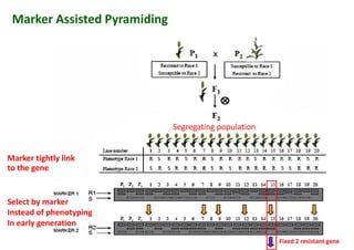 Marker Assisted Pyramiding
Segregating population
Marker tightly link
to the gene
Marker tightly link
to the gene
Select by marker
Instead of phenotyping
In early generation
Fixed 2 resistant gene
 