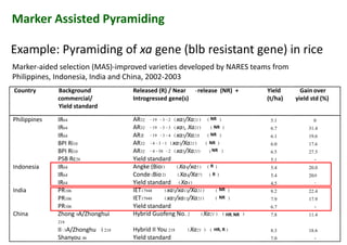 Marker Assisted Pyramiding
Marker-aided selection (MAS)-improved varieties developed by NARES teams from
Philippines, Indonesia, India and China, 2002-2003
Example: Pyramiding of xa gene (blb resistant gene) in rice
Country Background
commercial/
Yield standard
Released (R) / Near -release (NR) +
Introgressed gene(s)
Yield
(t/ha)
Gain over
yield std (%)
Philippines IR64 AR32 -19 -3 -2 (xa5/Xa21) ( NR ) 5.1 0
IR64 AR32 -19 -3 -3 (xa5, Xa21) ( NR ) 6.7 31.4
IR64 AR32 -19 -3 -4 (xa5/Xa21) ( NR ) 6.1 19.6
BPI Ri10 AR32 -4 -3 -1 (xa5/Xa21) ( NR ) 6.0 17.6
BPI Ri10 AR32 -4 -58 -2 (xa5/Xa21) (NR ) 6.5 27.5
PSB Rc28 Yield standard 5.1 -
Indonesia IR64 Angke (Bio1) (Xa4/xa5) ( R ) 5.4 20.0
5.1 -
Indonesia IR64 Angke (Bio1) (Xa4/xa5) ( R ) 5.4 20.0
IR64 Conde (Bio2) (Xa4/Xa7) ( R ) 5.4 20.0
IR64 Yield standard (Xa4) 4.5 -
India PR106 IET17948 (xa5/xa13/Xa21) ( NR ) 8.2 22.4
PR106 IET17949 (xa5/xa13/Xa21) NR ) 7.9 17.9
PR106 Yield standard 6.7 -
China Zhong 9A/Zhonghui
218
Hybrid Guofeng No. 2 (Xa21 ) ( HR, NR ) 7.8 11.4
II-3A/Zhonghu i 218 Hybrid II You 218 (Xa21 ) ( HR, R ) 8.3 18.6
Shanyou 46 Yield standard 7.0 -
(
 