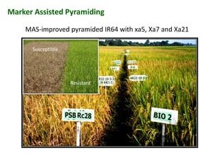 Marker Assisted Pyramiding
MAS-improved pyramided IR64 with xa5, Xa7 and Xa21
Susceptible
Resistant
Susceptible
 