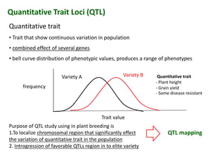 Quantitative Trait Loci (QTL)
Quantitative trait
• Trait that show continuous variation in population
• combined effect of several genes
• bell curve distribution of phenotypic values, produces a range of phenotypes
Quantitative trait
• Trait that show continuous variation in population
• combined effect of several genes
• bell curve distribution of phenotypic values, produces a range of phenotypes
Variety A Variety B Quantitative trait
- Plant height
- Grain yield
- Some disease resistant
frequency
Trait value
Purpose of QTL study using in plant breeding is
1.To localize chromosomal region that significantly effect
the variation of quantitative trait in the population
2. Introgression of favorable QTLs region in to elite variety
QTL mapping
 