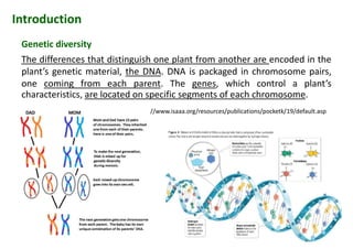 The differences that distinguish one plant from another are encoded in the
plant’s genetic material, the DNA. DNA is packaged in chromosome pairs,
one coming from each parent. The genes, which control a plant’s
characteristics, are located on specific segments of each chromosome.
Introduction
Genetic diversity
The differences that distinguish one plant from another are encoded in the
plant’s genetic material, the DNA. DNA is packaged in chromosome pairs,
one coming from each parent. The genes, which control a plant’s
characteristics, are located on specific segments of each chromosome.
http://www.isaaa.org/resources/publications/pocketk/19/default.asp
 