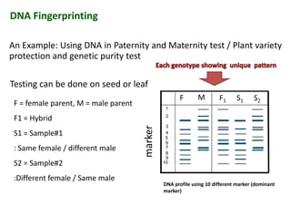 DNA Fingerprinting
An Example: Using DNA in Paternity and Maternity test / Plant variety
protection and genetic purity test
marker
F1F M
1
2
3
4
5
6
S1 S2
F = female parent, M = male parent
F1 = Hybrid
S1 = Sample#1
: Same female / different male
S2 = Sample#2
:Different female / Same male
Testing can be done on seed or leaf
marker
5
6
7
8
9
10
DNA profile using 10 different marker (dominant
marker)
F = female parent, M = male parent
F1 = Hybrid
S1 = Sample#1
: Same female / different male
S2 = Sample#2
:Different female / Same male
 