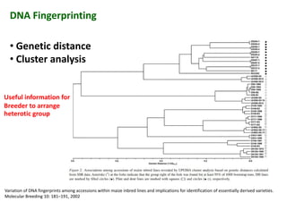 DNA Fingerprinting
• Genetic distance
• Cluster analysis
Useful information for
Breeder to arrange
heterotic group
Variation of DNA fingerprints among accessions within maize inbred lines and implications for identification of essentially derived varieties.
Molecular Breeding 10: 181–191, 2002
 