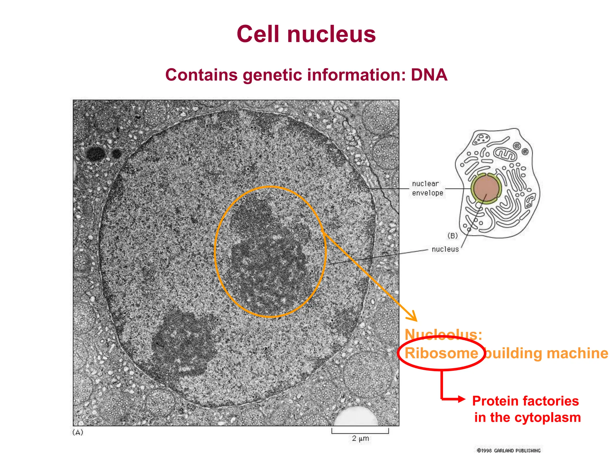 Molecular Cell Biology 1 Basics of Molecular Biology.ppt