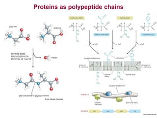 Polyphosphate Chain Molecular Cell Biology 1 Basics of Molecular Biology.ppt