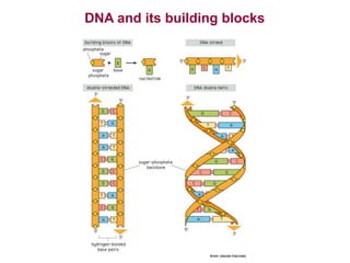 Molecular Cell Biology 1 Basics of Molecular Biology.ppt