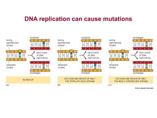 Replication Mutation Molecular Cell Biology 1 Basics of Molecular Biology.ppt
