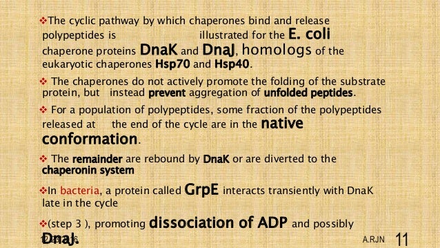 molecular chaperone definition biology molecular chaperone definition biology