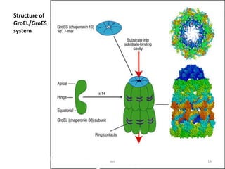 Molecular chaperones | PPTX