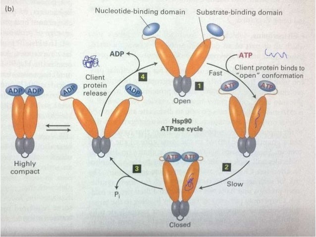 molecular chaperone definition biology