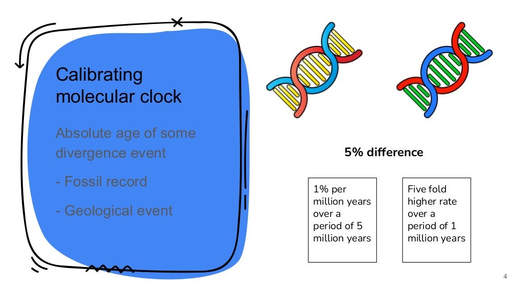 Molecular clock, Neutral hypothesis