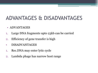ADVANTAGES & DISADVANTAGES
• ADVANTAGES
1. Large DNA fragments upto 23kb can be carried
2. Efficiency of gene transfer is high
• DISADVANTAGES
1. Rec.DNA may enter lytic cycle
2. Lambda phage has narrow host range
 