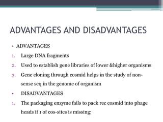 ADVANTAGES AND DISADVANTAGES
• ADVANTAGES
1. Large DNA fragments
2. Used to establish gene libraries of lower &higher organisms
3. Gene cloning through cosmid helps in the study of non-
sense seq in the genome of organism
• DISADVANTAGES
1. The packaging enzyme fails to pack rec cosmid into phage
heads if 1 of cos-sites is missing;
 