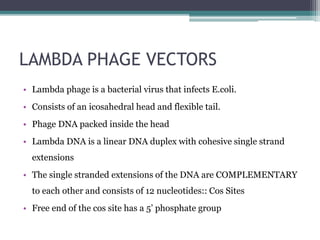 LAMBDA PHAGE VECTORS
• Lambda phage is a bacterial virus that infects E.coli.
• Consists of an icosahedral head and flexible tail.
• Phage DNA packed inside the head
• Lambda DNA is a linear DNA duplex with cohesive single strand
extensions
• The single stranded extensions of the DNA are COMPLEMENTARY
to each other and consists of 12 nucleotides:: Cos Sites
• Free end of the cos site has a 5’ phosphate group
 