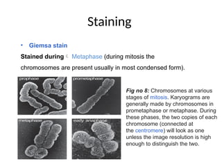 molecular cytogenetics.pptx by taimoor khan | PPTX