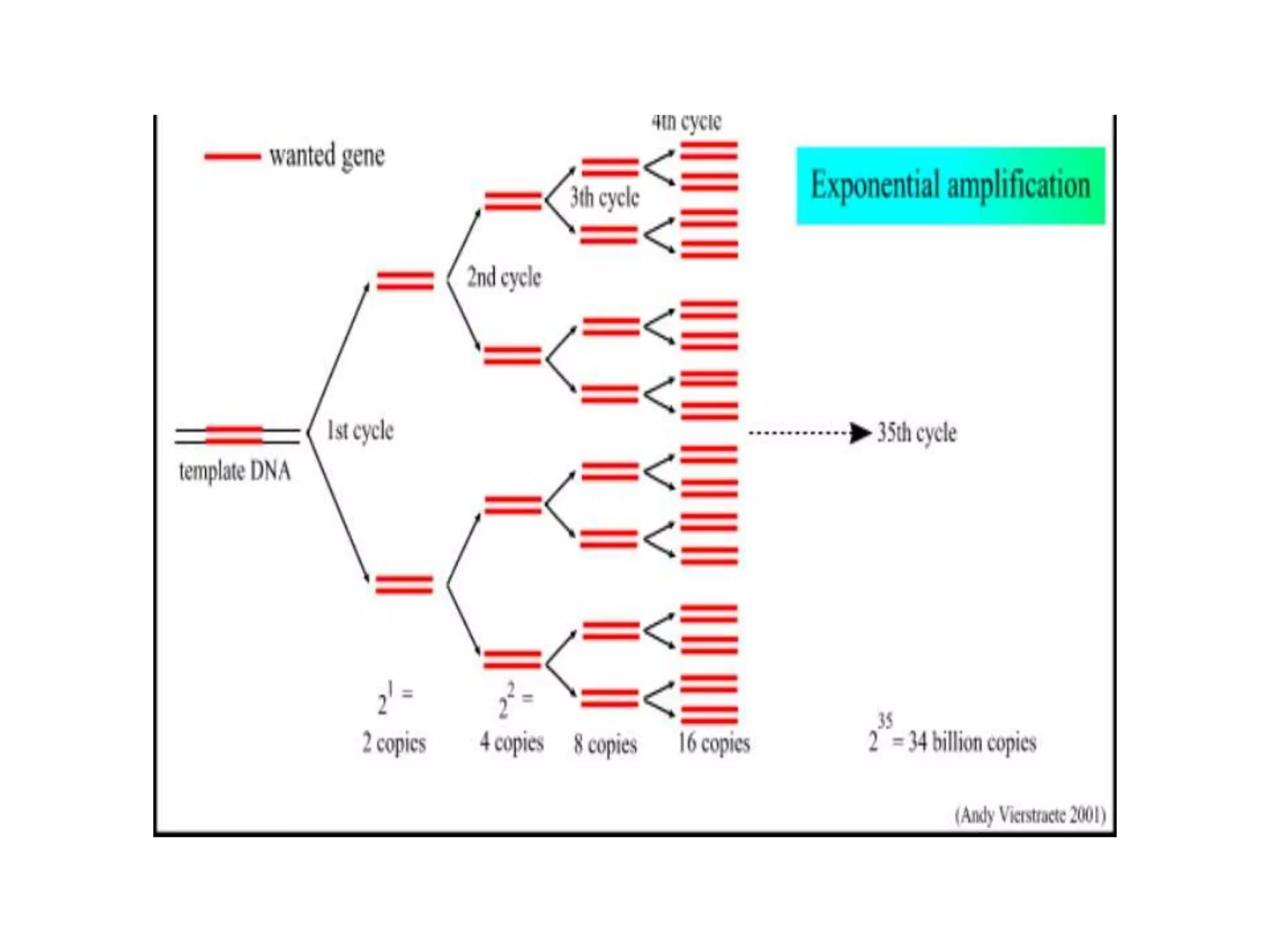 Molecular diagnosis of genetic disease ppt for students | PPTX