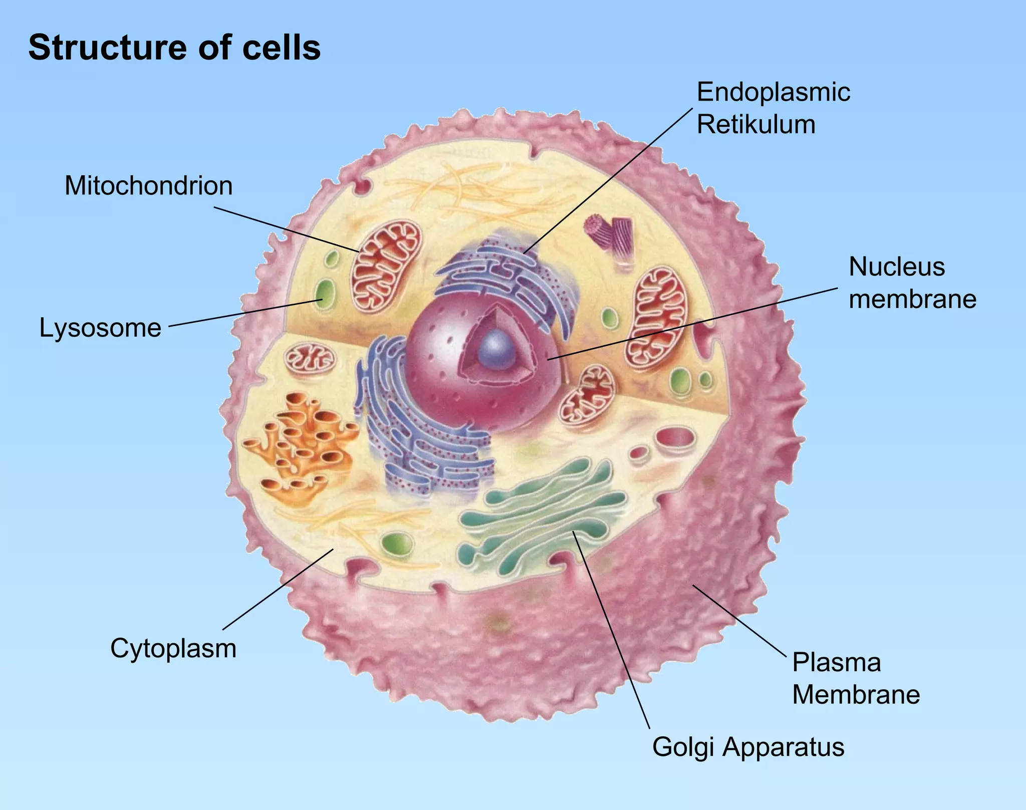 Structure of cells Plasma Membrane Endoplasmic Retikulum Golgi Apparatus Lysosome Mitochondrion Cytoplasm Nucleus membrane 