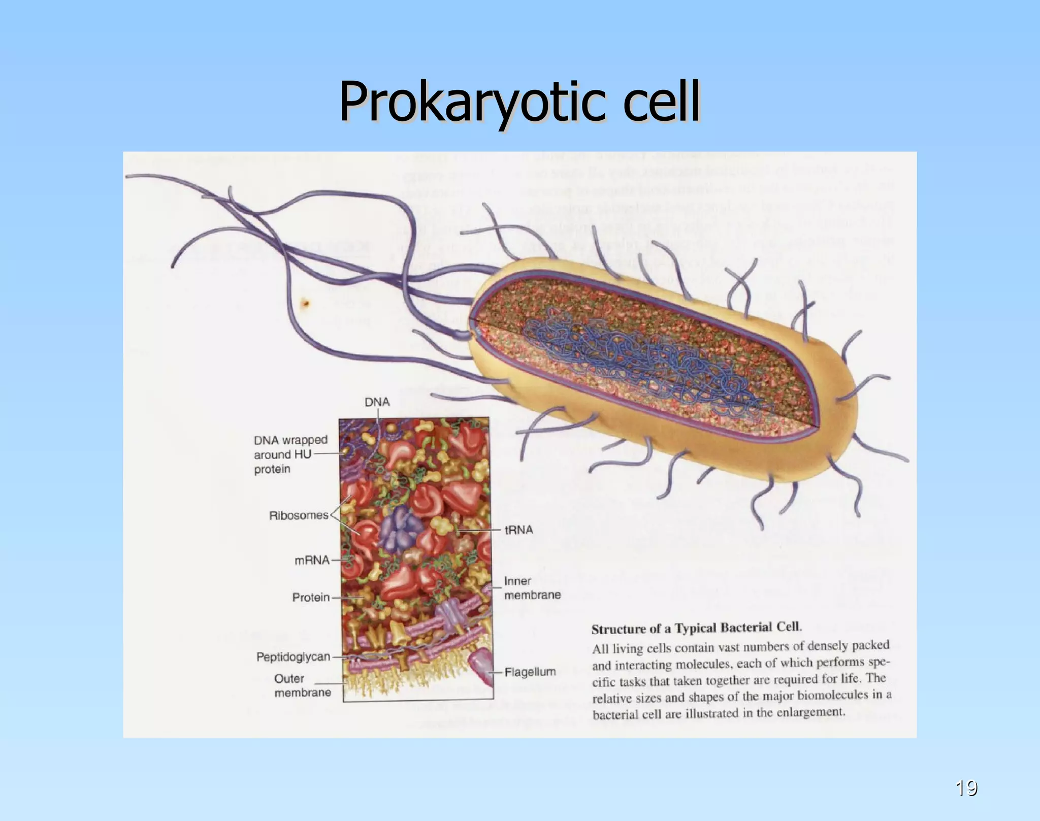 Prokaryotic cell 
